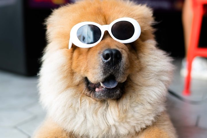 Class 4 Laser for dogs in North Devon Dog Laser therapy. Laser treatment for dogs. Canine laser therapy