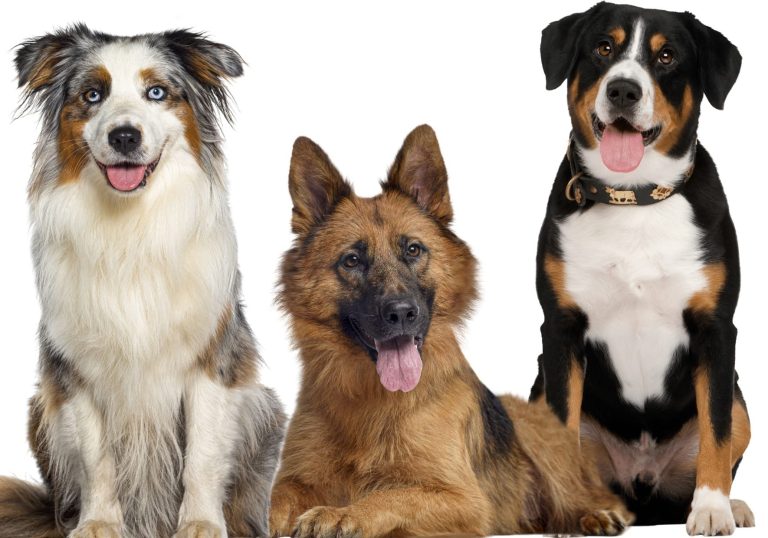 Dog Hydrotherapy and Physiotherapy centre North Devon Dog physio. dog physiotherapy near me. Hydrotherapy near me. Canine Hydrotherapy
