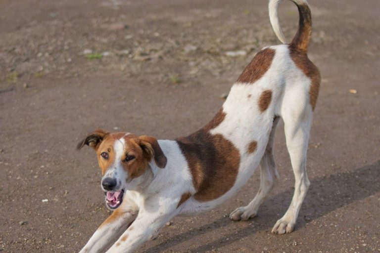 Canine Physiotherapy in North Devon Physiotherapy for dogs. Dog physiotherapy near me. Dog physio